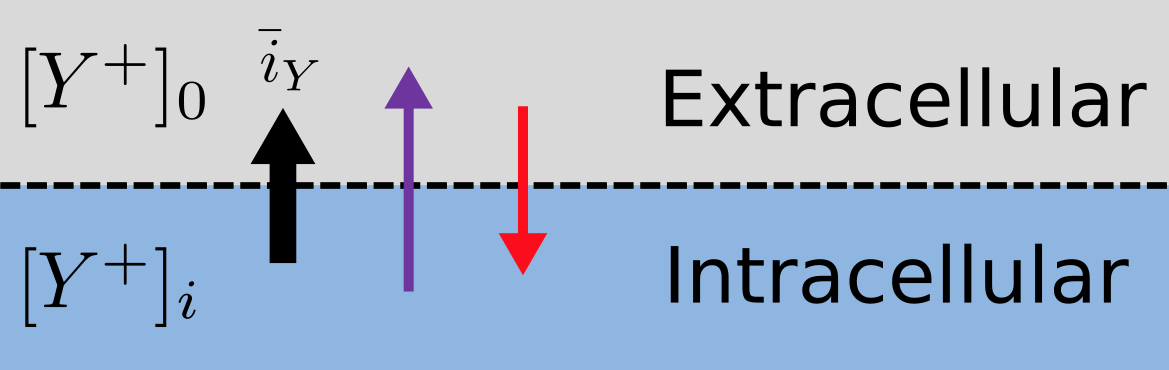 Balance of entropic and electrostatic forces
