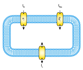 CellML schematic HH model